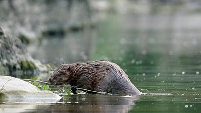 Beachtliche Stätten und ihre wilden Nachbarn: Pont du Gard