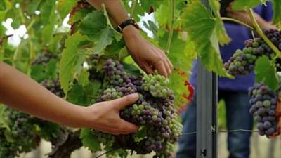 Biowein - Alles reine Natur?