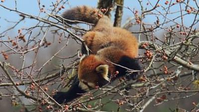 Chinas wilde Geheimnisse: Im Reich der Pandas