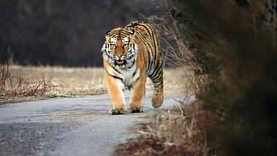 Chinas wilde Geheimnisse: Das Land der Amur-Tiger