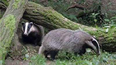 Dachse - Unsere unbekannten Nachbarn