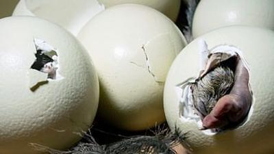 Das Ei: Aufbruch ins Leben