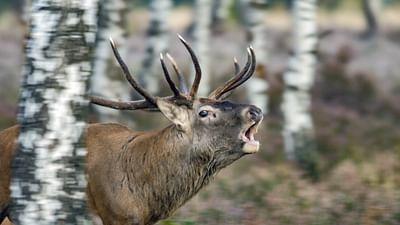Das geheime Leben der Rothirsche