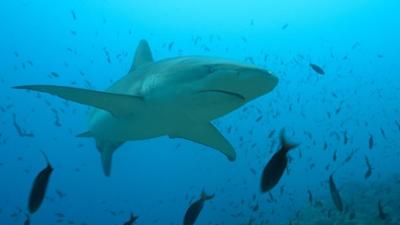 Das unbekannte Leben der Haie: Unterwegs im Meeresschutzgebiet Galápagos
