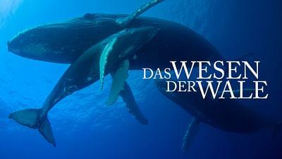 Das Wesen der Wale