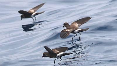 Den Sturmschwalben hinterher: Vom Humboldtstrom bis in die Atacama-Wüste