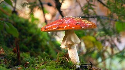 Der Fliegenpilz: Zwischen Mythos und Wissenschaft
