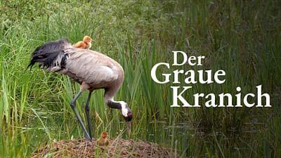 Der Graue Kranich: Auf den Schwingen eines Riesen