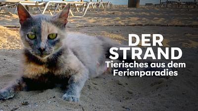 Der Strand: Tierisches aus dem Ferienparadies
