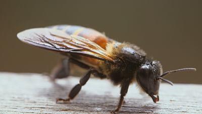 Die Bienenflüsterer: Indonesien: Der heilige Honigbaum Die Bienenflüsterer: Indonesien: Der heilige Honigbaum