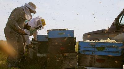 Die Bienenflüsterer: Argentinien: Auf der Suche nach dem Paradies