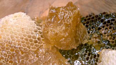 Die Bienenflüsterer: Türkei: Der Bär, der Honig und der Unbeugsame