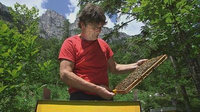 Die Bienenflüsterer: Slowenien: Der Hüter der Carnica-Biene Die Bienenflüsterer: Slowenien: Der Hüter der Carnica-Biene
