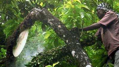 Die Bienenflüsterer: Indien: Flüssiges Gold in schwindelnder Höhe