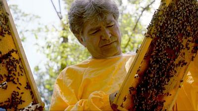 Die Bienenflüsterer: Italien: Siziliens Dunkle Biene