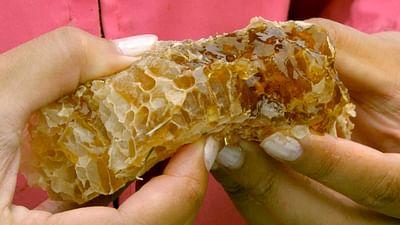 Die Bienenflüsterer: Neuseeland: Der Schatz der Maori