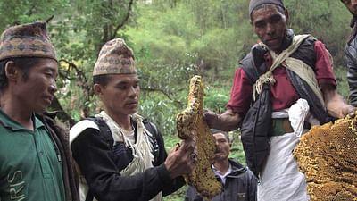 Die Bienenflüsterer: Nepal: Die Riesenbiene der Gurung