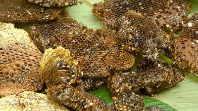 Die Bienenflüsterer: Kamerun: Der süße Schatz der Baka