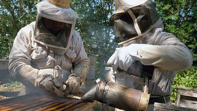 Die Bienenflüsterer: Mexiko: Die Biene der Maya