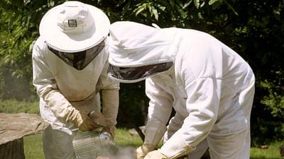 Die Bienenflüsterer: Frankreich: Der Bienenhirte