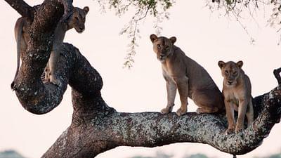 Die große Dürre: Katavi Nationalpark Tansania