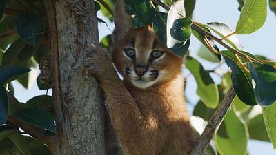 Die Karakal-Katze: Von der Savanne nach Kapstadt