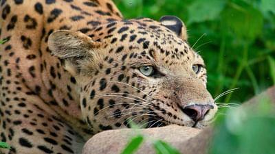 Die Leoparden-Dynastie: Aufstieg eines Prinzen