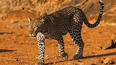 Die Leopardin