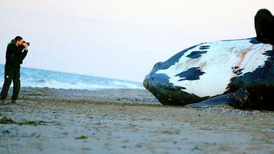 Die letzten ihrer Art: Nordatlantische Glattwale