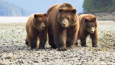 Die letzten Paradiese: Alaska: Amerikas arktische Grenze