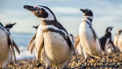Die letzten Paradiese: Patagonien: Am Ende der Welt