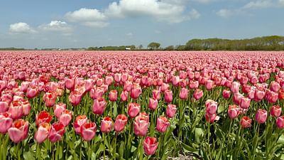 Die Niederlande: Kleines Land, Große Ideen