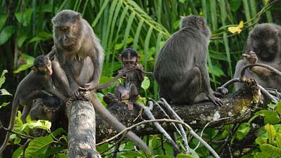 Die Nikobaren - Auferstehung eines Archipels