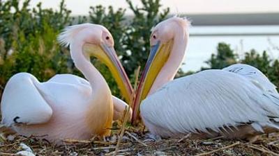 Die Pelikan-Insel: Geheimnis in Russlands Steppe