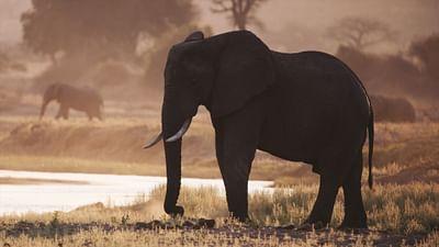 Die Rückkehr des Regens: Katavi Nationalpark Tansania