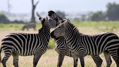 Die sozialen Netzwerke der Tiere: Familiengeheimnisse