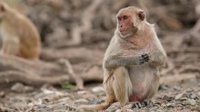 Die sozialen Netzwerke der Tiere: Der Tradition folgen