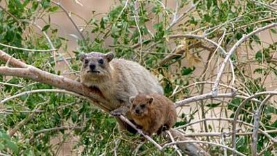 Die sozialen Netzwerke der Tiere: Freunde bevorzugt