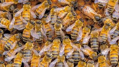 Die sozialen Netzwerke der Tiere: Familiengeheimnisse