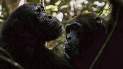 Die sozialen Netzwerke der Tiere: Eine Frage der Persönlichkeit