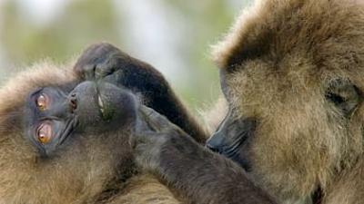 Die Sprache der Tiere: Körpersprache
