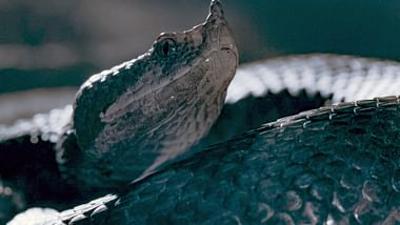 Die Sprache der Tiere: Versteckte Botschaften
