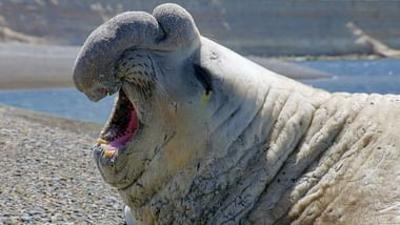 Die Sprache der Tiere: Starke Stimmen