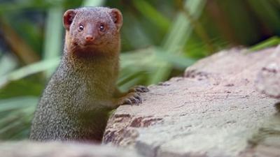 Die Sprache der Tiere: Teamwork