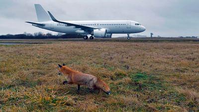 Die Tiere von der Landebahn