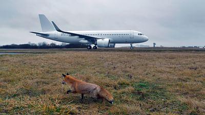 Die Tiere von der Landebahn