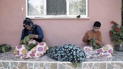 Die türkische Schwarzmeerküste: Die fruchtbare Mitte