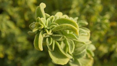 Die Welt der Gewürze: Majoran aus Zypern