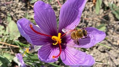 Die Welt der Gewürze: Safran aus Griechenland