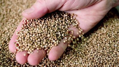 Die Welt der Gewürze: Koriander aus Portugal